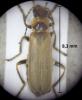 Cantharis sp.